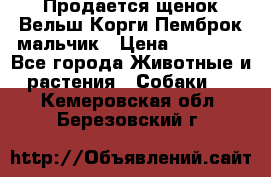 Продается щенок Вельш Корги Пемброк мальчик › Цена ­ 65 000 - Все города Животные и растения » Собаки   . Кемеровская обл.,Березовский г.